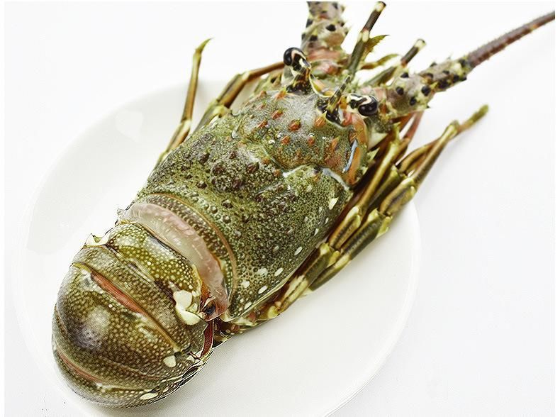 生冻青龙虾小青龙鲜冻活冻小青龙新鲜海鲜保鲜速冻小青虾展志曼智 二