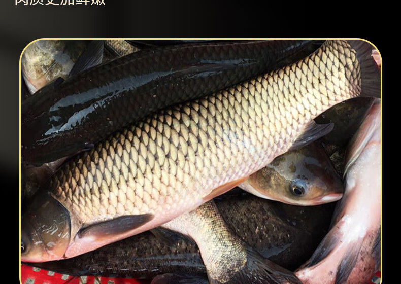 新鲜草鱼鲜活纯草青皖鱼淡水螺蛳青 诺斯食美 6斤以上【损耗百分之二