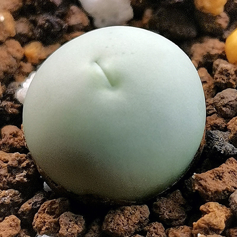 【精选绿植】生石花批发肉锥毛汉尼鸽子蛋灯泡口笛母本屁屁花多肉植物