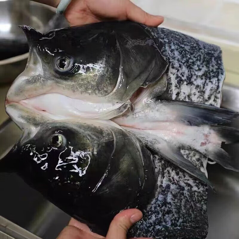 京尊达 千岛湖胖头鱼 活鱼 鲢鳙 大头鱼 鳙鱼6-30斤 10-10.