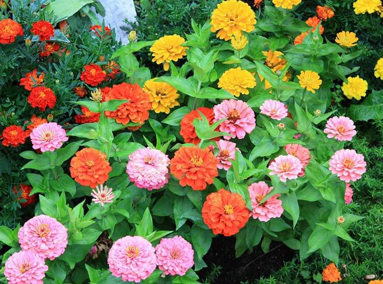 外 花中酷 花沃里 更多>>中文学名:百日草 别称       :百日菊,步步高