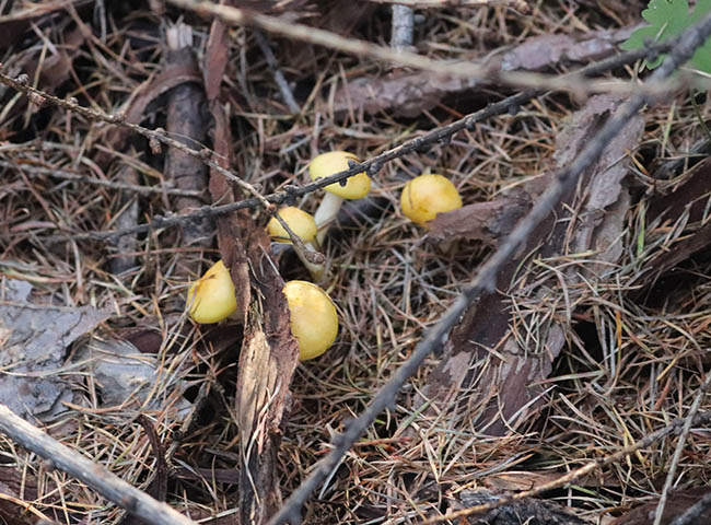 东北特产野生小黄蘑菇500g干货小鸡炖蘑菇松树黄油蘑煲汤菌类新鲜