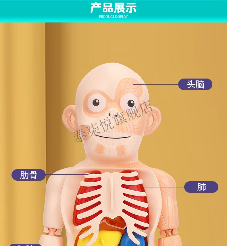人體解剖器官內臟構造結構模型可拆卸身體部分認知教學學生男女孩兒童