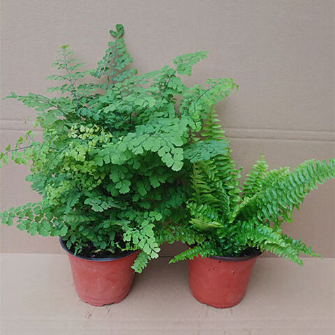 铁线蕨盆景净化空气植物办公室新房花卉室内绿植带盆栽好狼尾蕨9