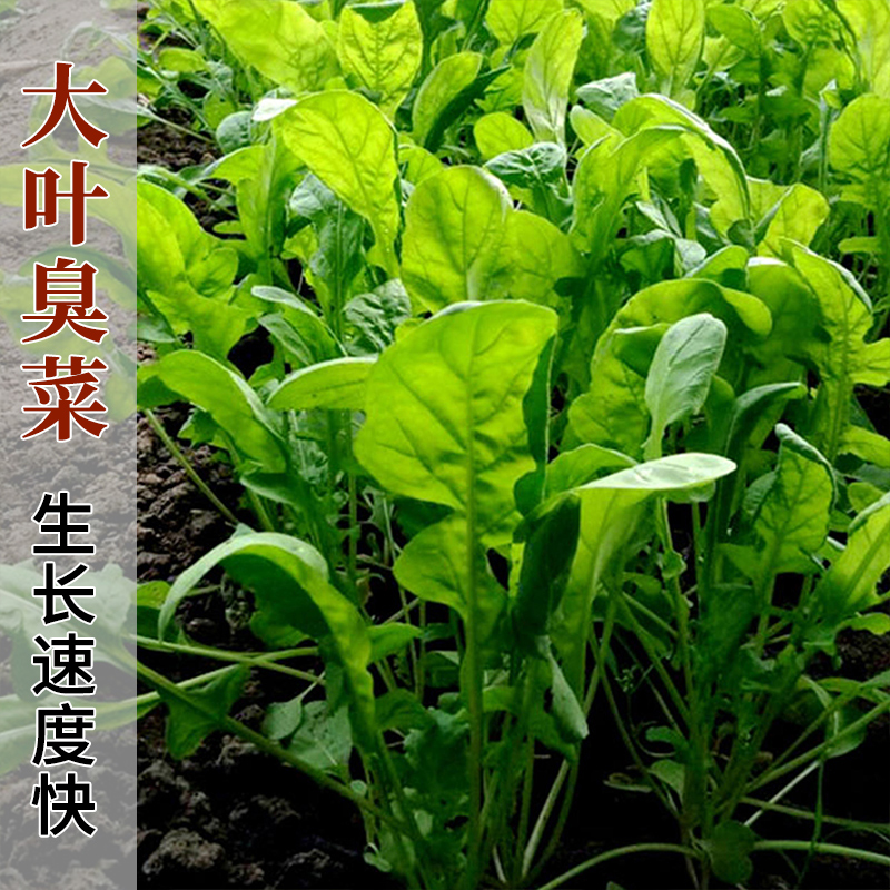 顏集卉四季大葉臭菜種子芝麻菜種籽野菜種子春季秋陽臺盆栽蔬菜種孑