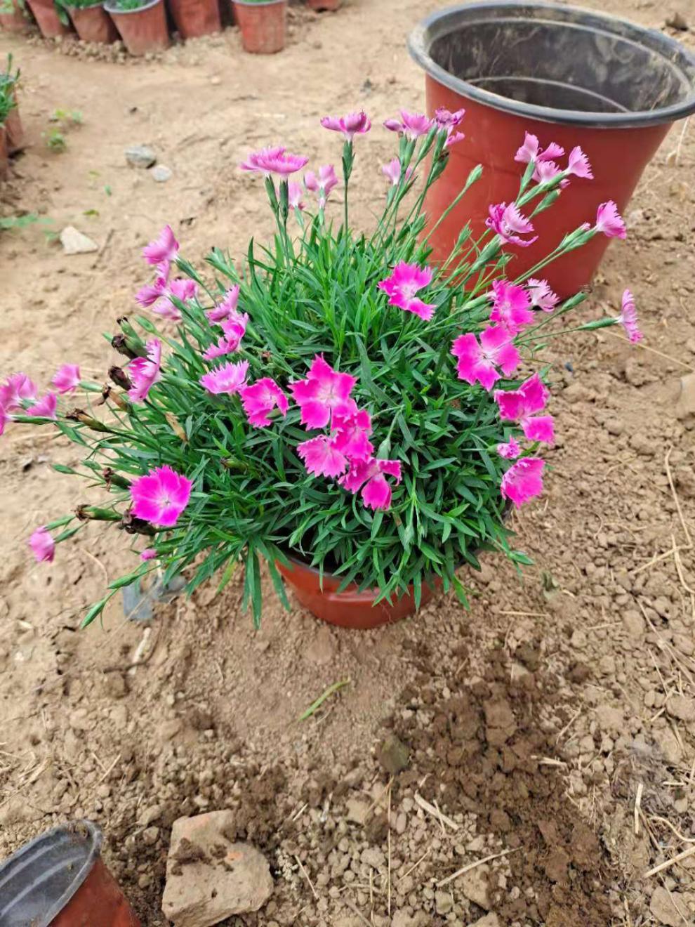 欧石竹花苗石竹花带花苞室外花卉易活耐寒植物庭院花期长好养的花 欧