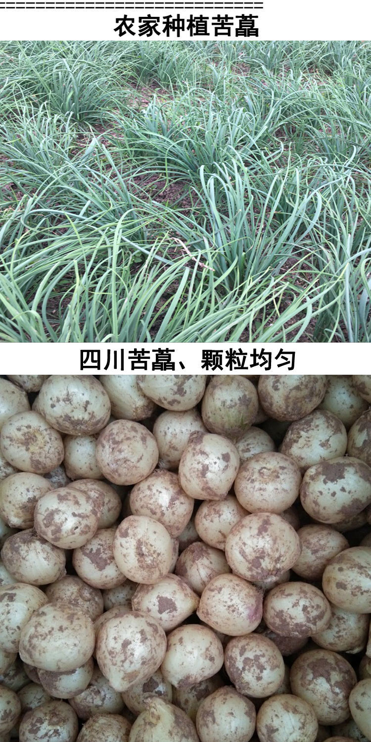 四川苦藠新鲜团葱农家小根蒜野葱头藠头苦茭头小蒜头薤白500g 四川
