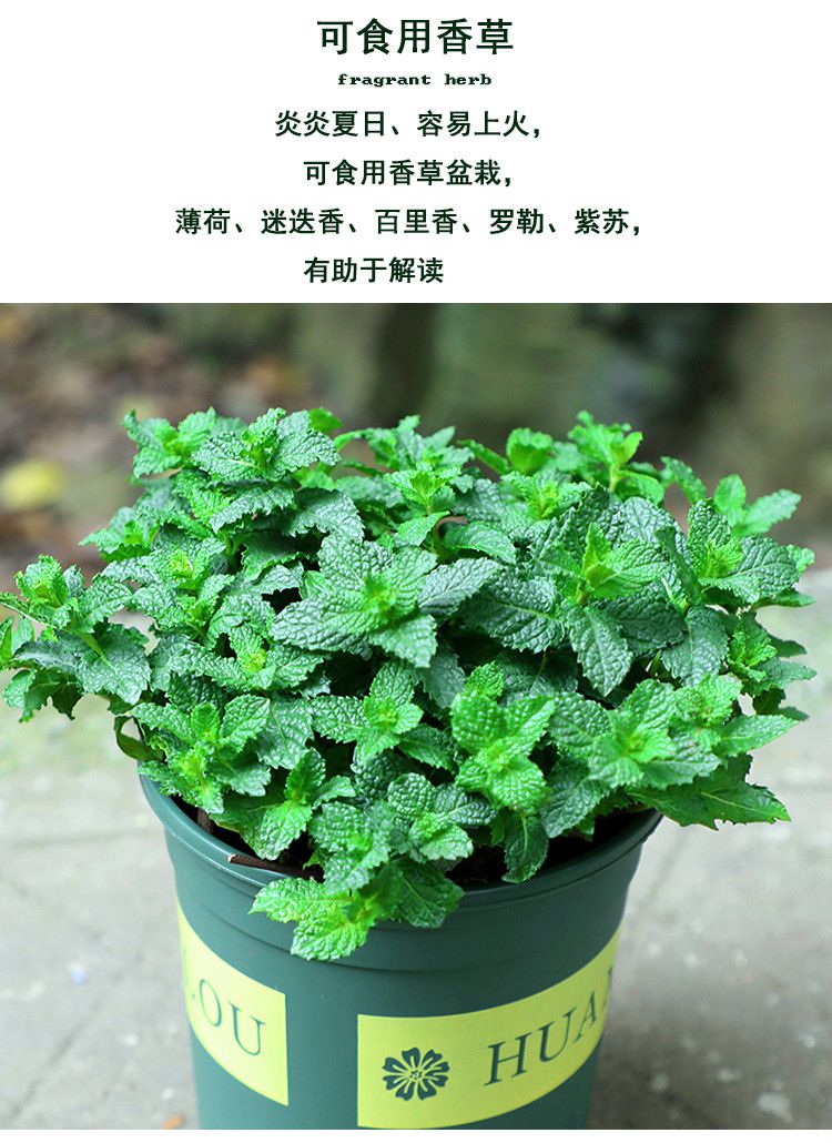 采缇盆栽可食用新鲜薄荷叶迷迭香盆栽牛排用香草植物薄荷白色仿木桶盆