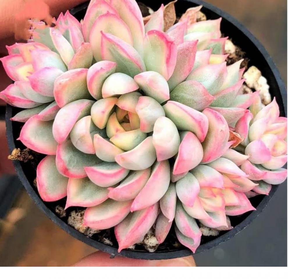 精品多肉植物【女雏锦】群生果冻色粉边状态美腻肉肉桌面盆栽 多头小