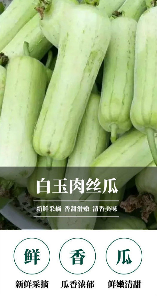 新鲜白玉丝瓜现摘牛奶丝瓜农家白玉肉丝瓜甜丝瓜白丝瓜