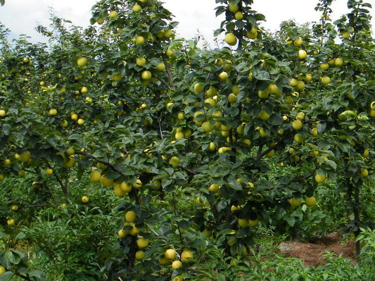 盆栽大果太婆香蕉薄皮梨树嫁接果树苗黄金梨南北方种植地栽果木当年结