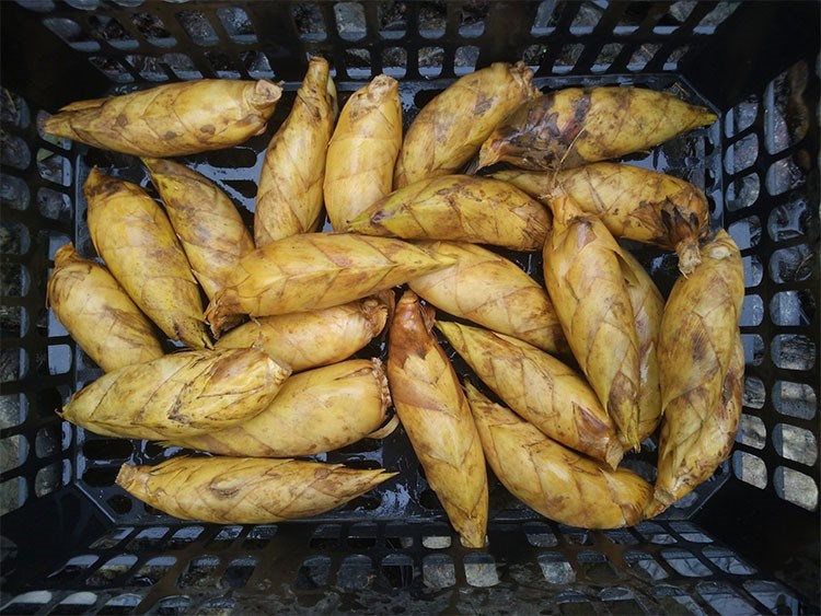 现货广东野生新鲜冬笋农家现挖鲜竹笋黄泥笋冬季蔬菜带箱5斤装 带箱4.