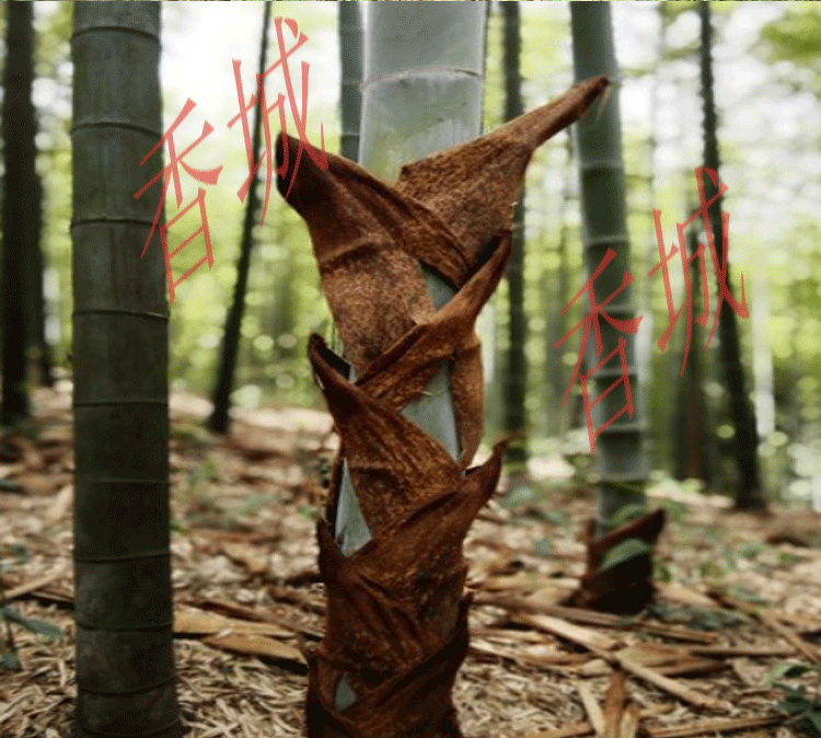 2022款寒植物北方庭院食用竹笋毛竹苗竹鞭楠竹根四季常青 毛竹根13-15