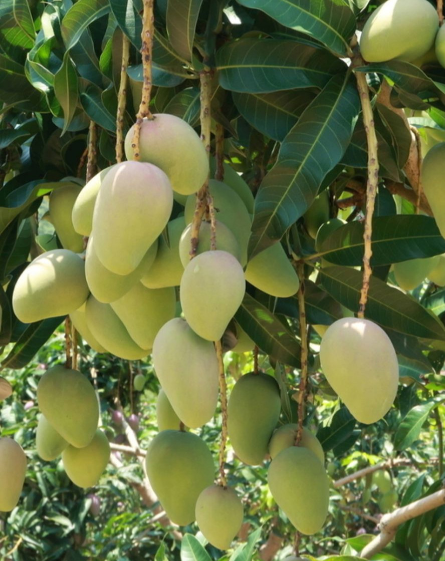 新鲜芒果海南小台忙小芒果10斤小台芒小台龙现货直发箱装送礼生鲜纸箱