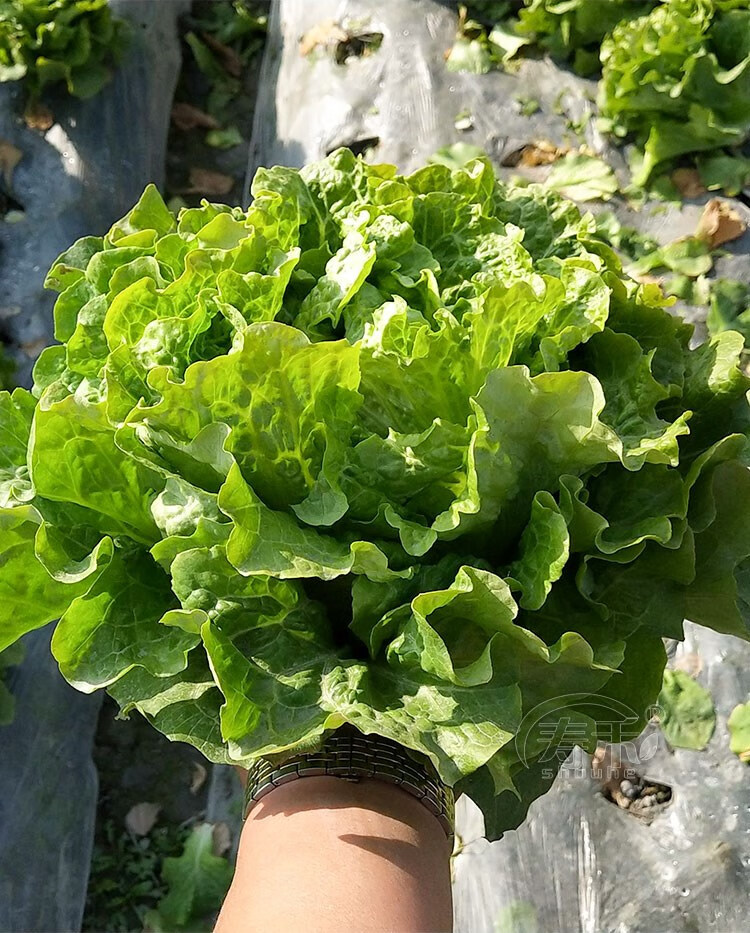 意大利全年生菜王种子种籽高产四季蔬菜阳台菜种孑籽种菜籽奶油苗美国