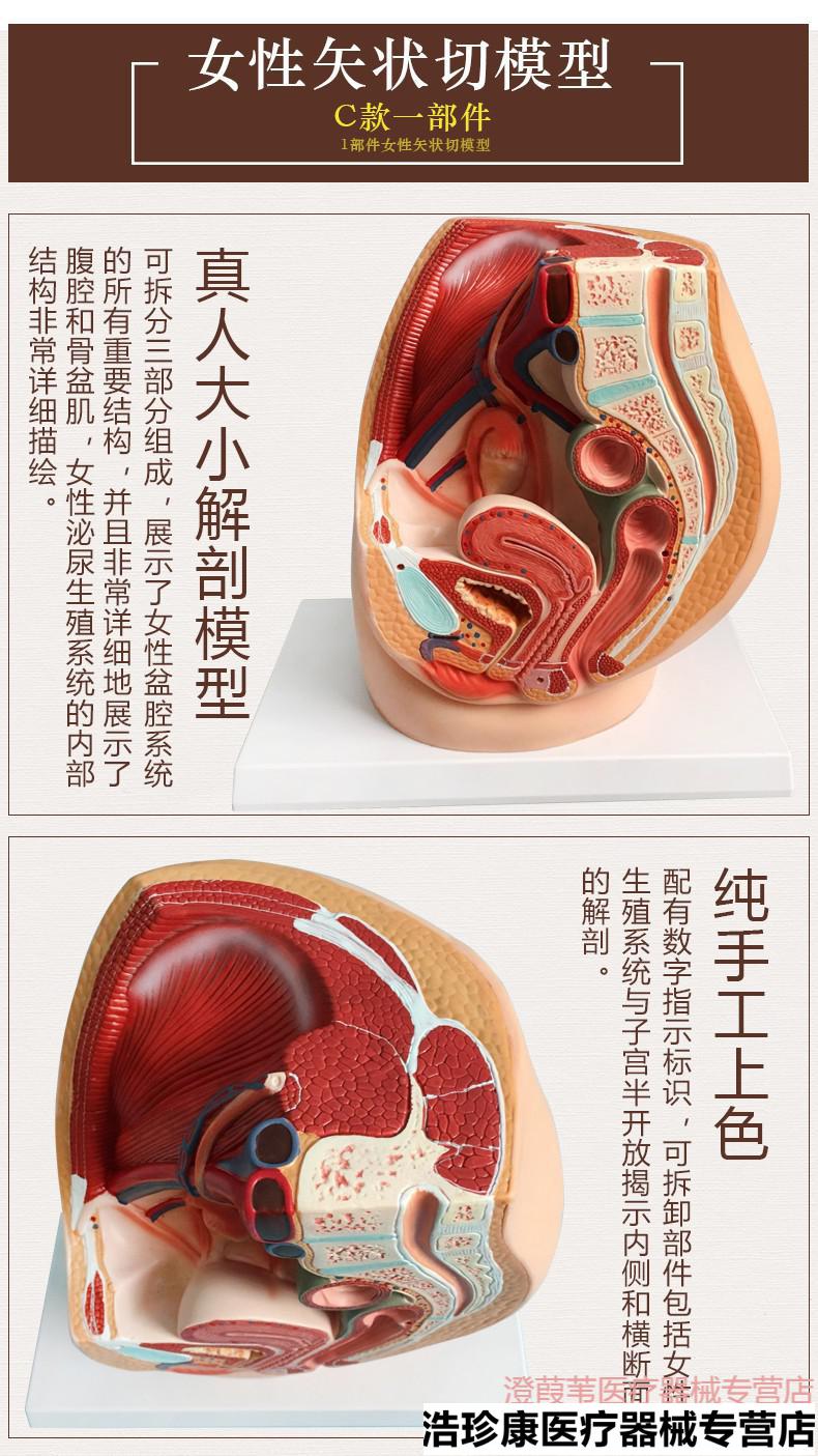 男女性生殖系统的比较(组胚男女生殖系统论述题)-第1张图片-鲸幼网