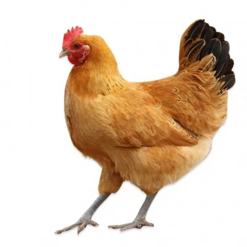 脱温鸡成年母鸡正宗农家散养活体包活到家 一斤三黄鸡4只(公母随机)