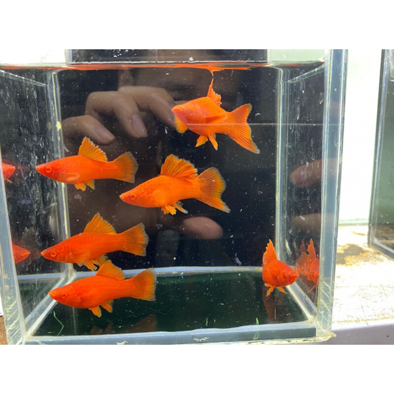 【京東推薦】高鰭紅箭魚觀賞魚高鰭紅劍魚魚苗淡水熱帶魚狼牙帆菊花