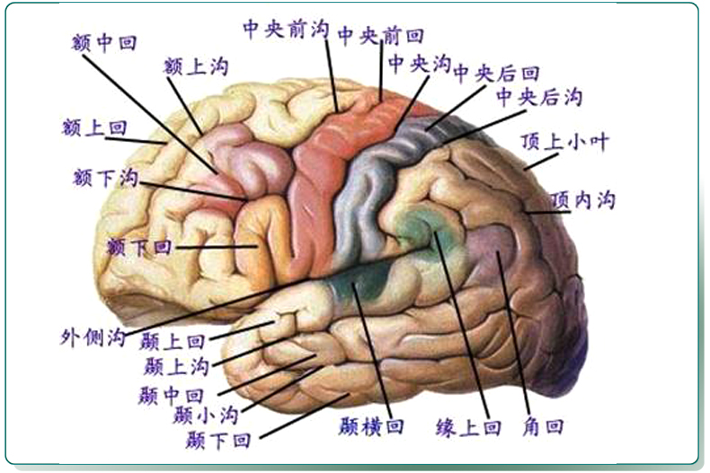 端脑模型人大脑解剖器官大脑皮质结构与功能分区大脑半球结构神经科