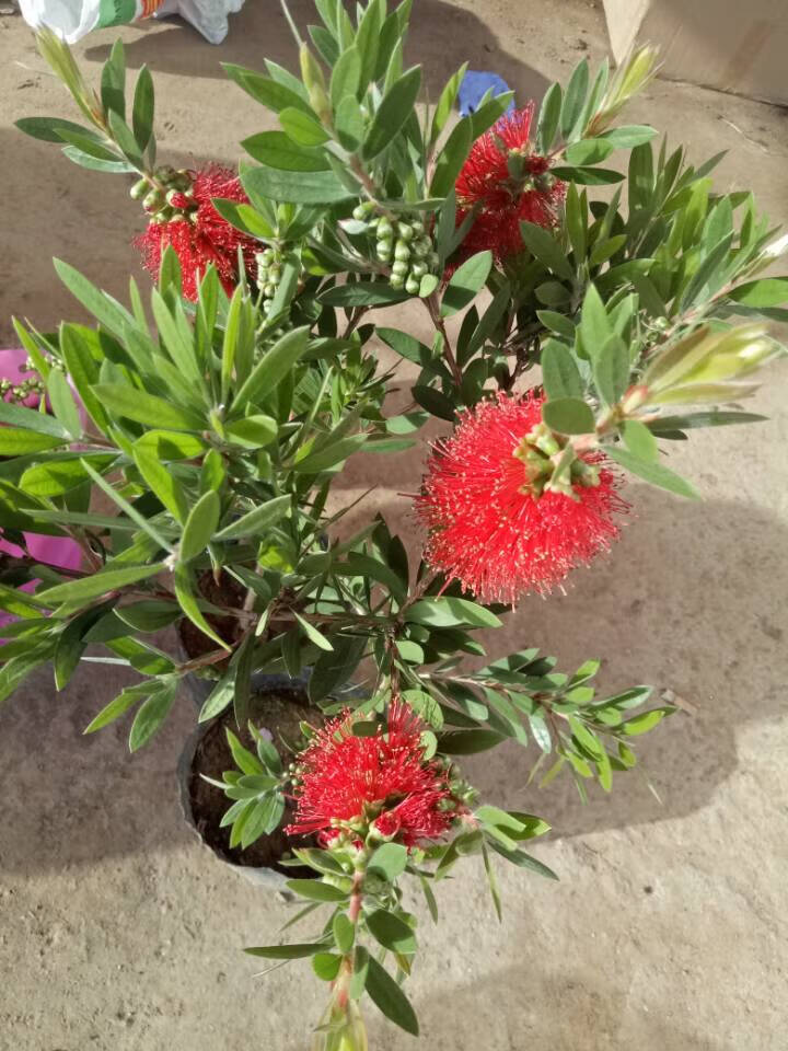 红千层多花红千层盆栽金宝垂枝红千层澳洲红千层串钱柳庭院美化观花