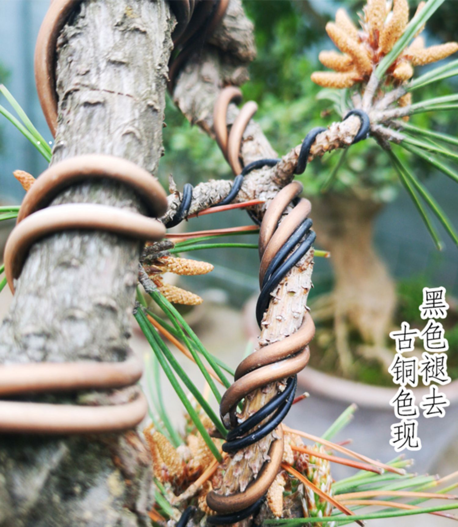 惠园逸景盆景造型铝丝定型蟠扎铝线园艺扎丝专用工具铝丝线制作用绑丝