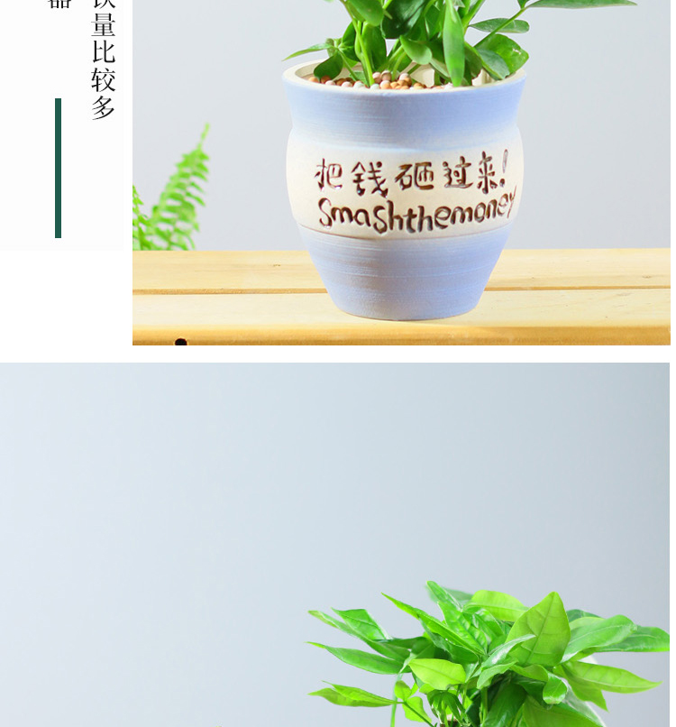 阑兮阁千千花卉绿植小盆栽花盆陶瓷把钱砸过来系列创意个性特大号多肉