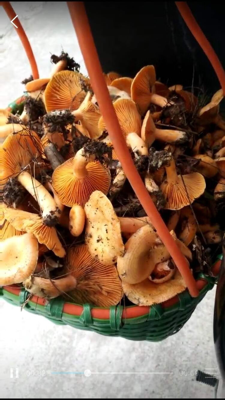 纯野生松树菌 寒菌松菇松乳菇枞菌 干品野生菌干货土特产 盐啧重阳菌