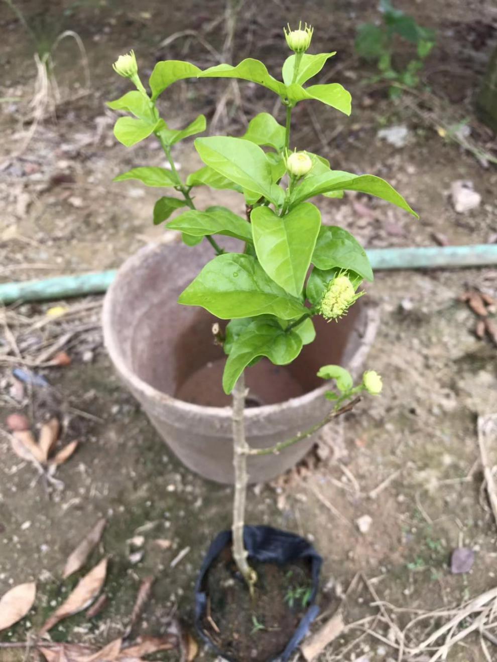 狮头茉莉花盆栽 四季开花不断 花卉木本室内植物 8年狮头茉莉花 不含