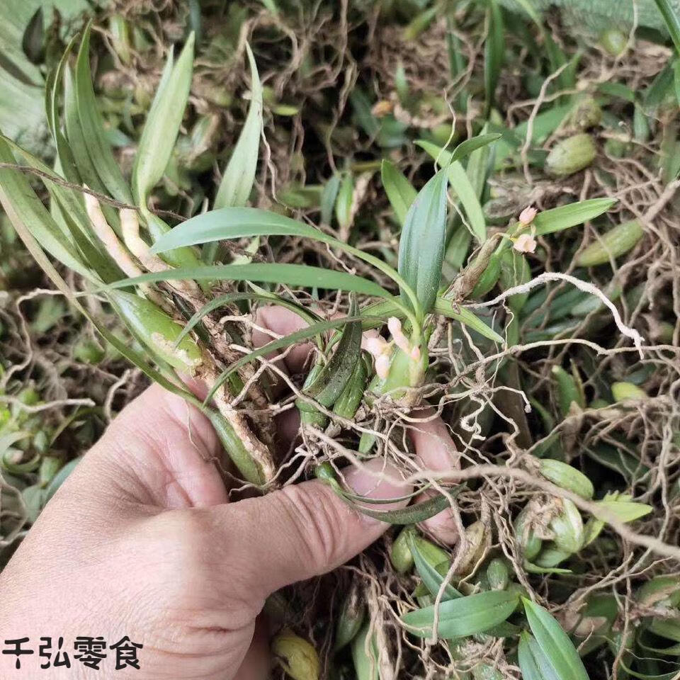 新鲜石橄榄新鲜双叶石橄榄石仙桃煲汤炖汤材料双叶小果