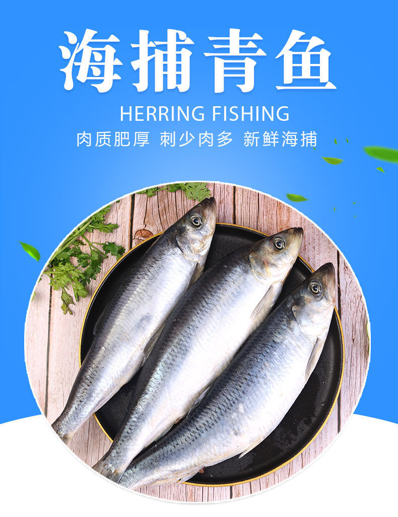 海青鱼整条鱼海鲜水产品深海青鱼淡水鱼沙丁鱼 error礼盒定制款 300