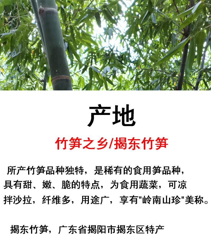 正宗埔田竹笋广东特产新鲜现挖竹笋嫩夏笋甜笋苦笋麻竹笋批发现切清水