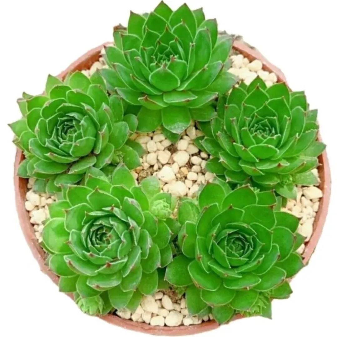 观音莲植物室内超大办公室好养大棵容易爆盆的多肉小盆景 观音莲5cm带