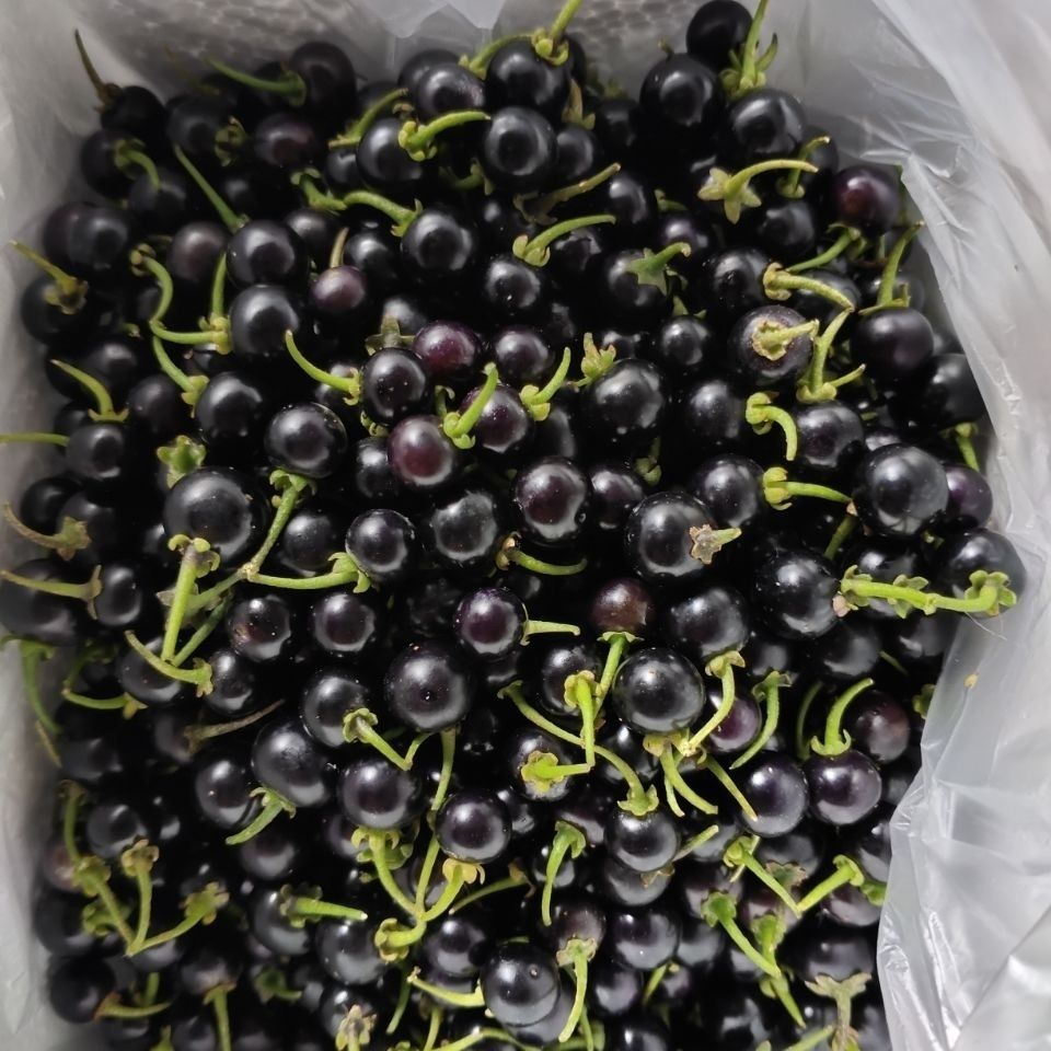 龙葵果 新鲜龙葵果龙葵野葡萄黑天天 黑悠悠野水果现摘现发 鲜果250克