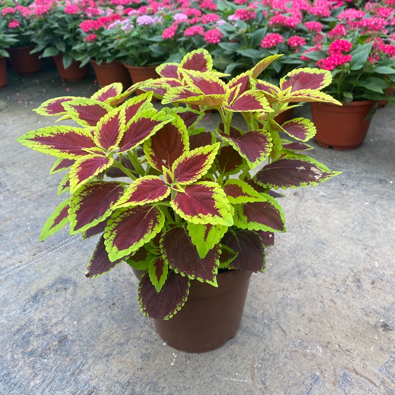 绿化庭院 室内美化 彩叶草盆栽七彩变色喜阳耐晒绿植室内外阳台庭院