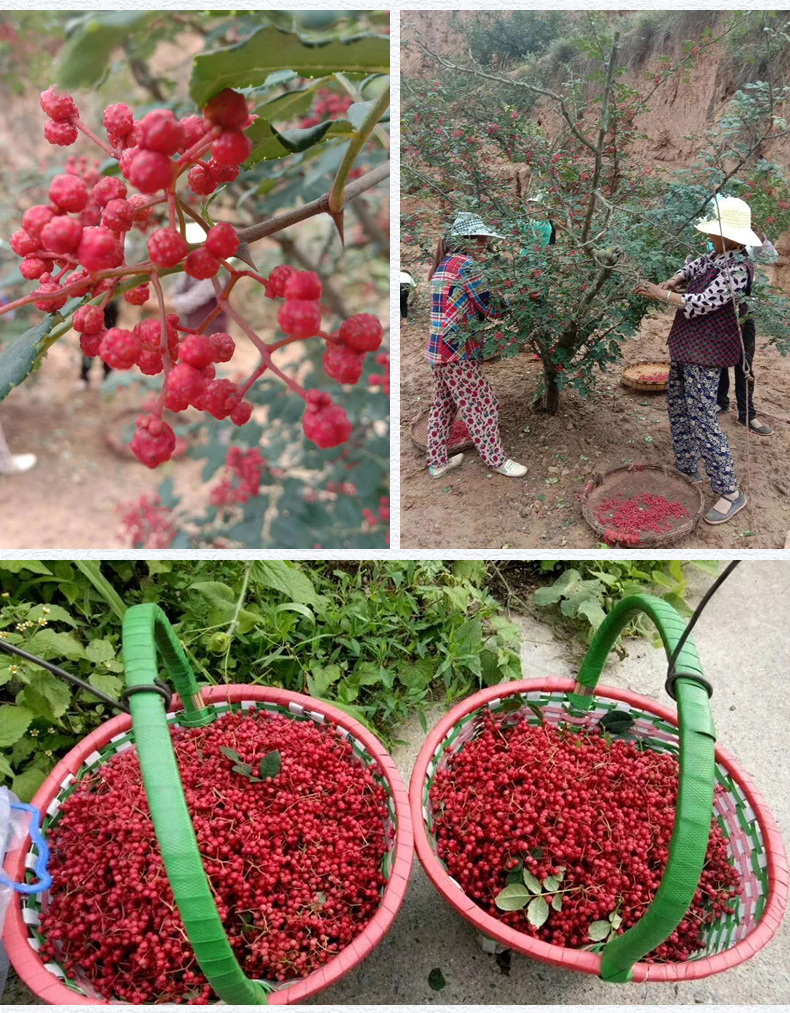 四川大紅袍花椒乾紅花椒粒500克麻椒食用特麻