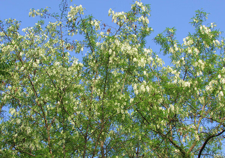 现摘现发新鲜槐花新鲜洋槐花刺槐花秦岭山区花骨朵槐花加冰发冰鲜1斤