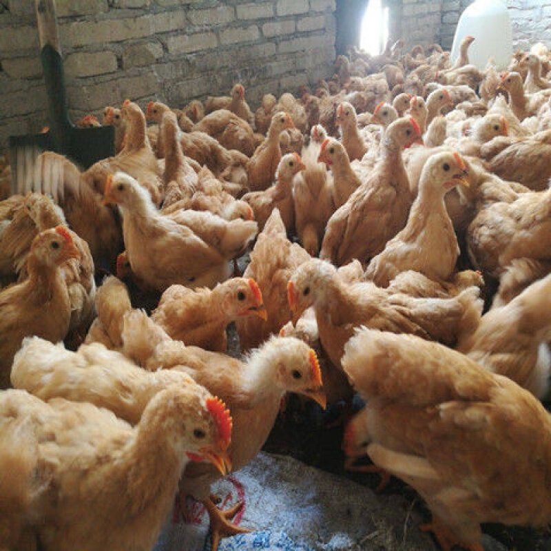 大种土鸡草鸡苗土鸡苗苏北草鸡散养半大鸡苗 半斤九斤黄鸡仔一只价格