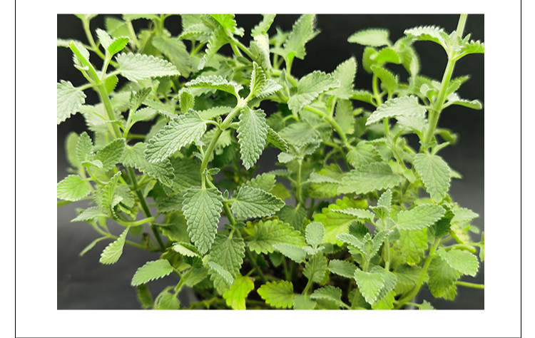 薄荷 金钱 柠檬 猫薄荷 普列 冬季香 皱叶 观赏 土薄荷 带盆栽好