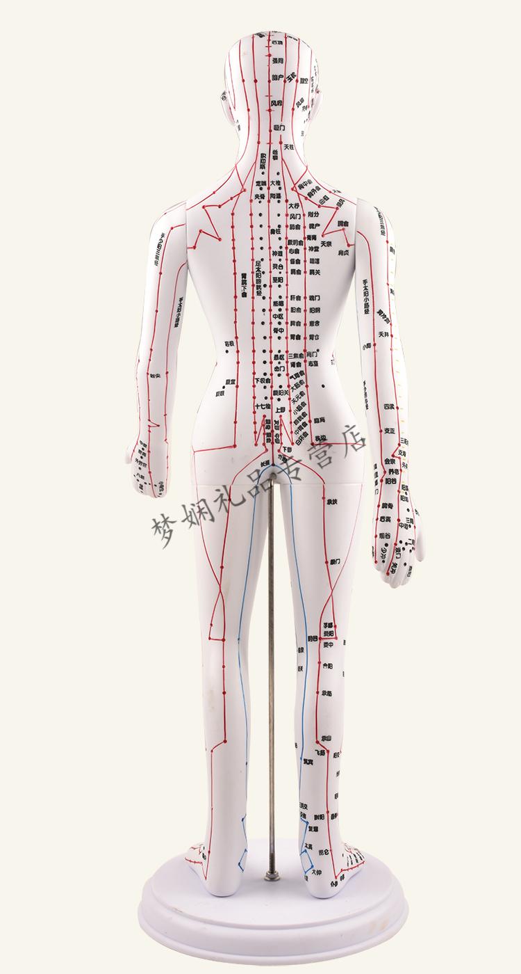 穴位模型针灸穴位人体模型经络穴位模特全身中医十二铜人扎针小皮人