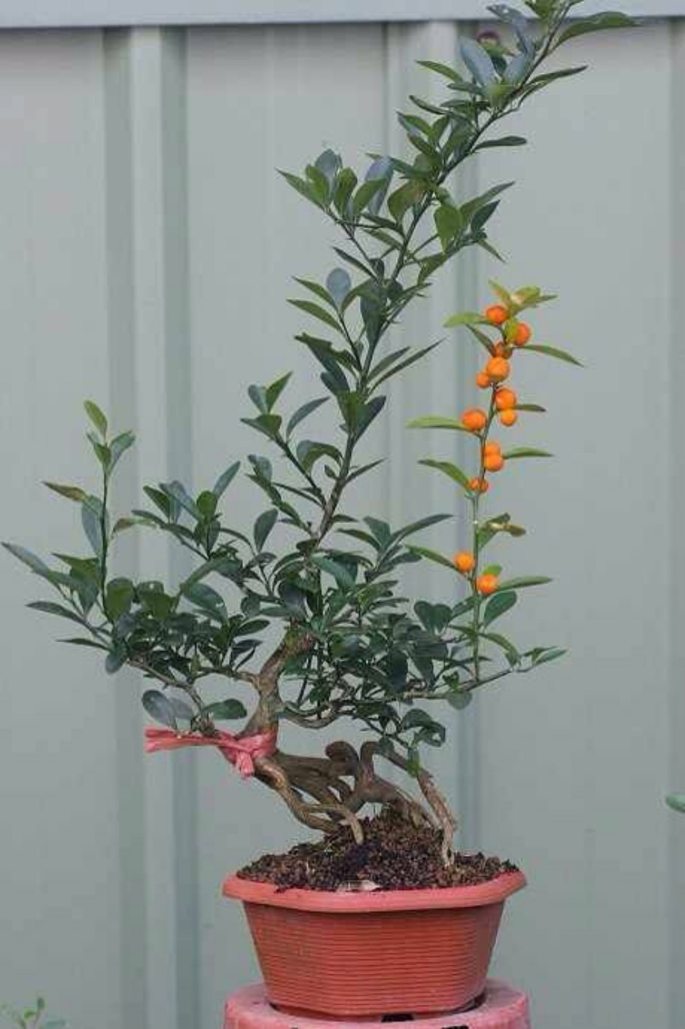 金豆苗盆景小苗豆苗山桔苗野山柑树苗长青金豆苗木苗圃直销5080厘米