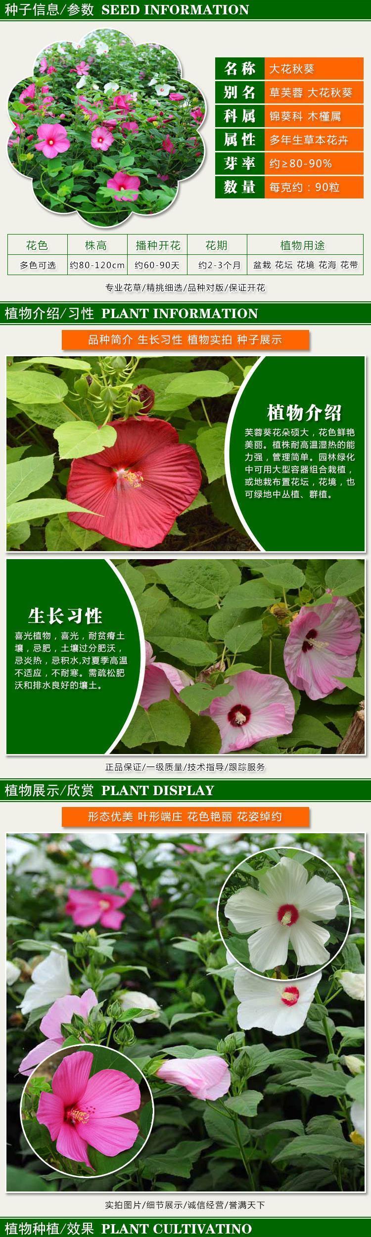畷园大花秋葵种子芙蓉葵草芙蓉多年生花期长草花阳台四季庭院花卉种子大花秋葵一斤 图片价格品牌报价 京东