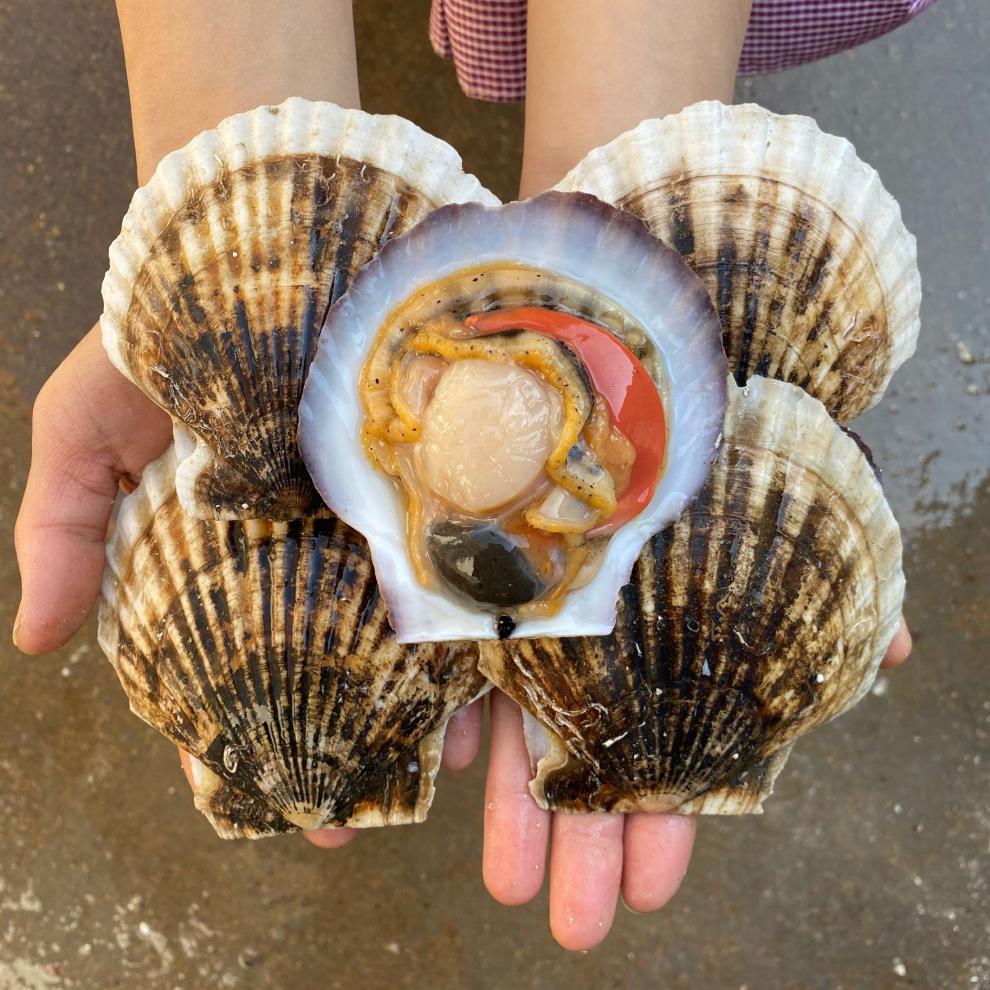 鲜活特大扇贝海鲜水产新鲜超大扇贝肉蒜蓉夏威夷贝壳【图片 价格 品牌