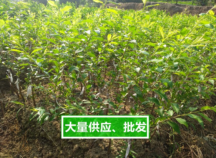 三華李苗米李嫁接果樹苗南北方種植遲熟早熟珍珠李子錢排三華李樹