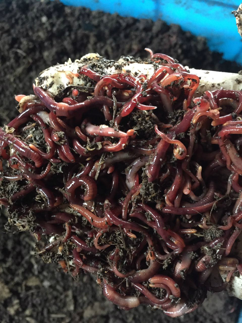 散装盒装活体红蚯蚓 鱼饵红虫 野钓 龟 龟粮 放黄鳝黑蚯蚓 蚯蚓3盒