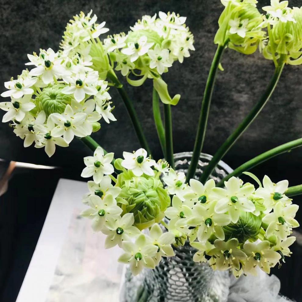 恒伯利亚之星天鹅绒鲜切花新鲜水养配花家用办公云南基地直发 40-50cm