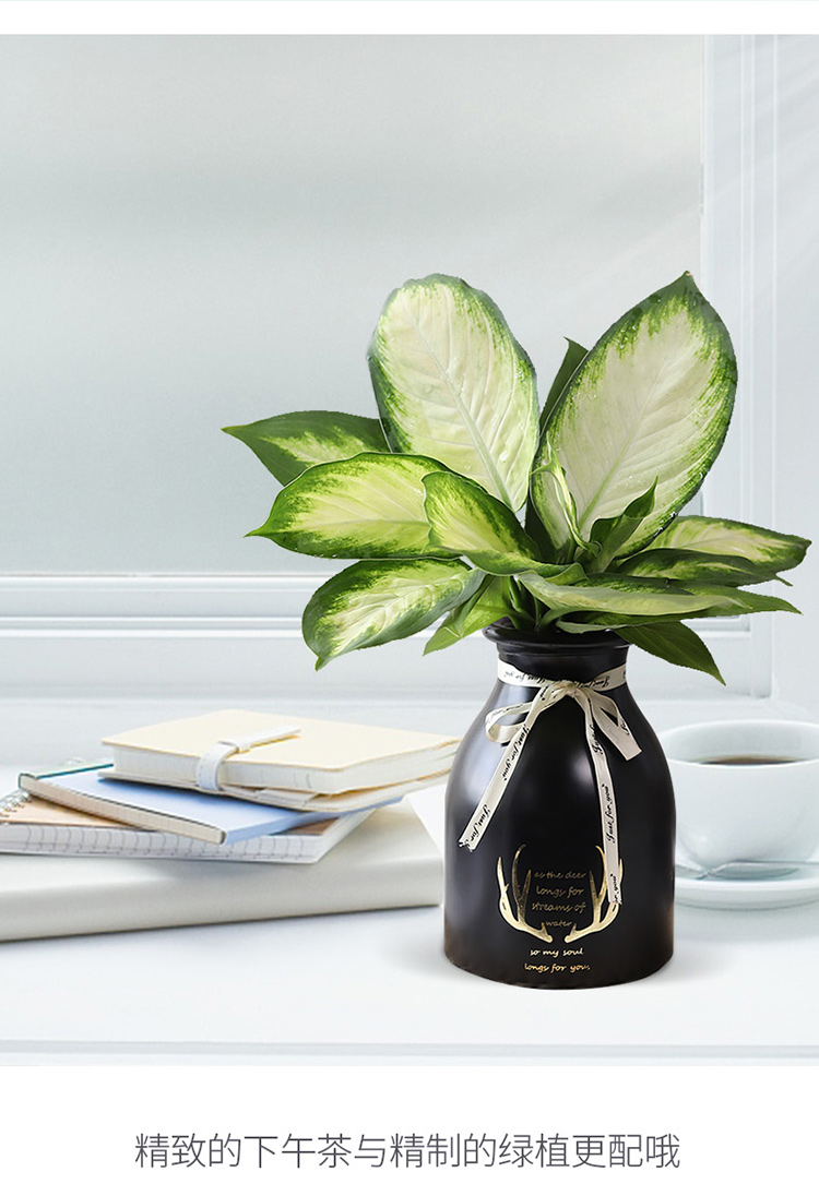 植物盆栽室内办公室桌面四季水培花卉绿植 粉黛万年青 浅蓝冰花钻石盆