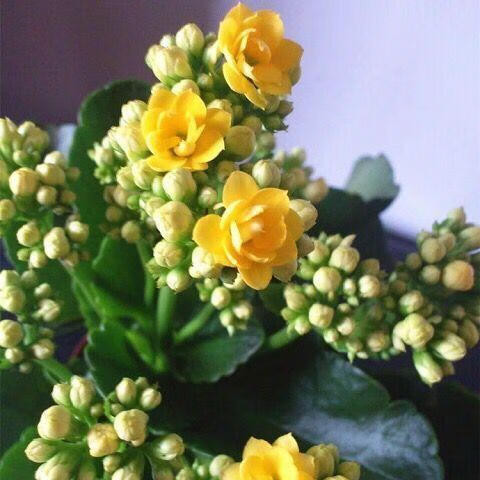 【带花苞发货】长寿花盆栽重瓣巴黎稀有大花品种四季开花植物室内 中