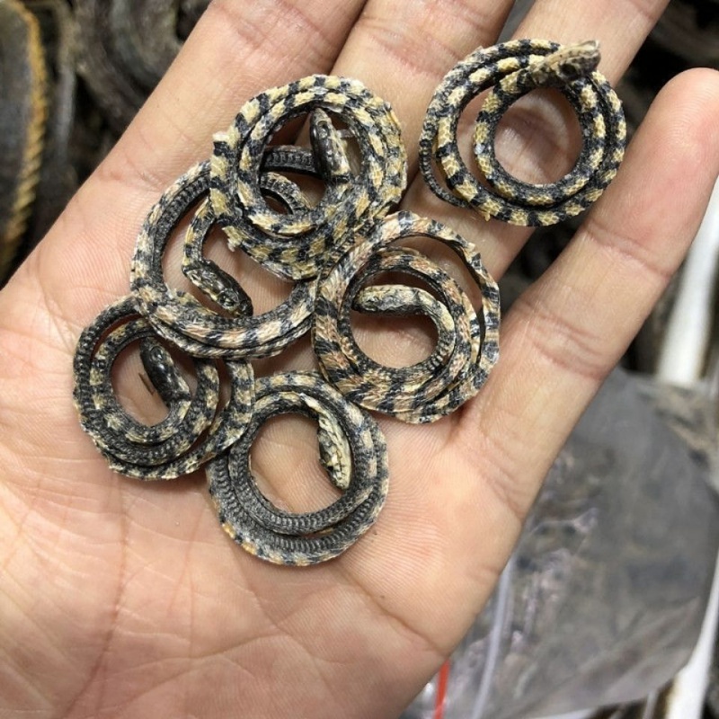 中药材白小花蛇 小白花蛇 小花蛇一件 小白花蛇泡酒料 5条【图片 价格