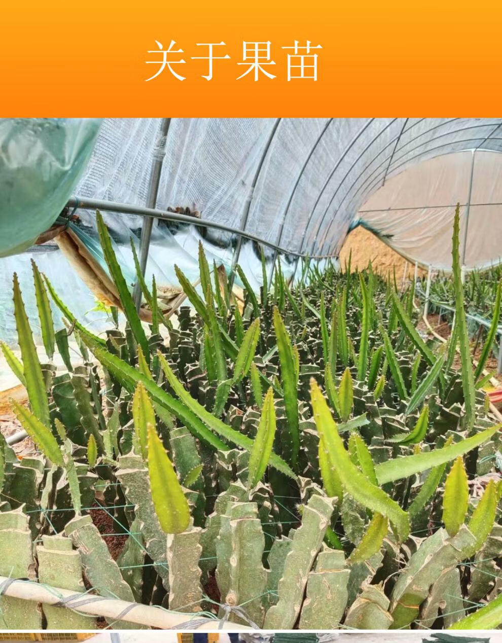 厄尔瓜多黄色燕窝火龙果苗嫁接苗黄皮白肉蜜甜四季结果南北方盆栽黄