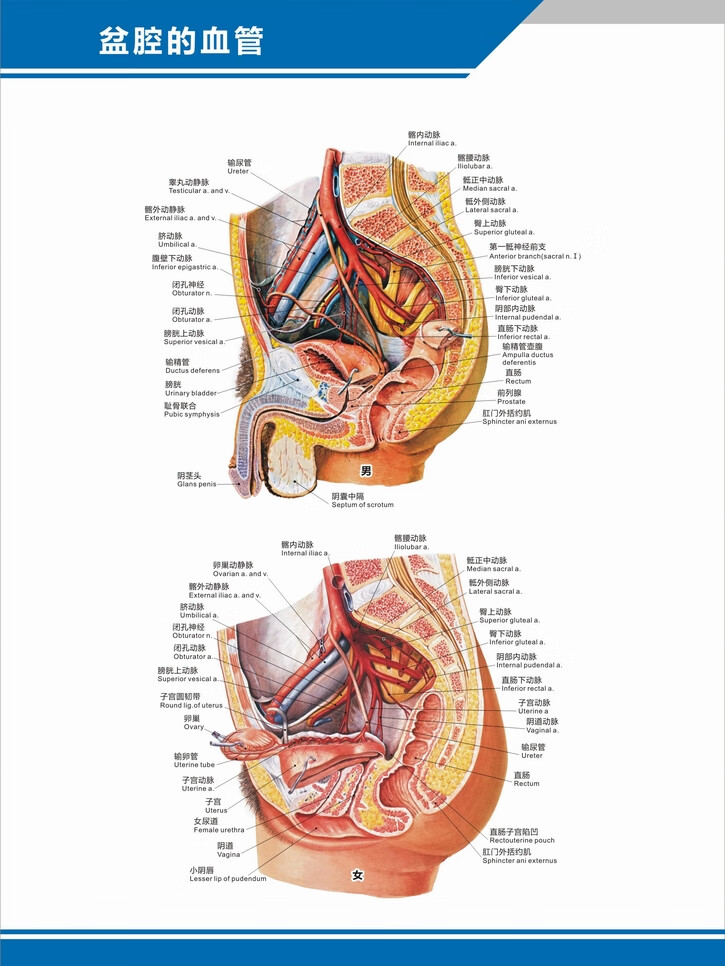 科室掛圖 人體血管分佈圖肝門靜脈盆腔解剖圖中英文醫學醫院科室海報